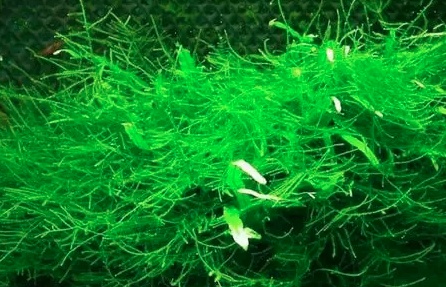 虾池水草怎么种植_养虾水草种植技术_养虾水草