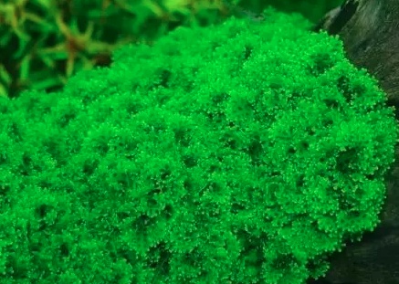 养虾水草种植技术_虾池水草怎么种植_养虾水草