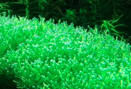 养虾水草_养虾水草种植技术_虾池水草怎么种植