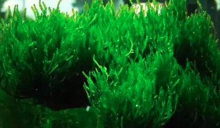 虾池水草怎么种植_养虾水草种植技术_养虾水草