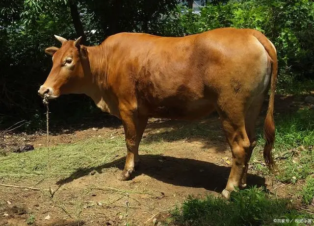 河南夏洛莱牛养殖致富经_河南夏洛莱牛养殖致富经_河南夏洛莱牛养殖致富经