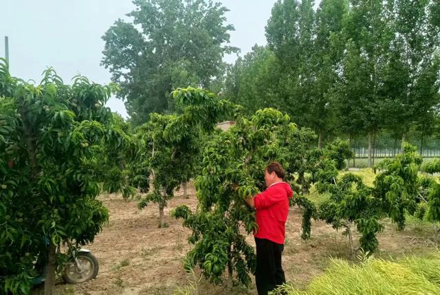 果树种植致富经_种植致富好项目_科学种植致富果