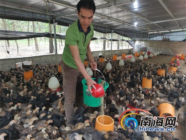 清远鸡养殖技术_清远鸡怎么养殖场_清远鸡养殖致富