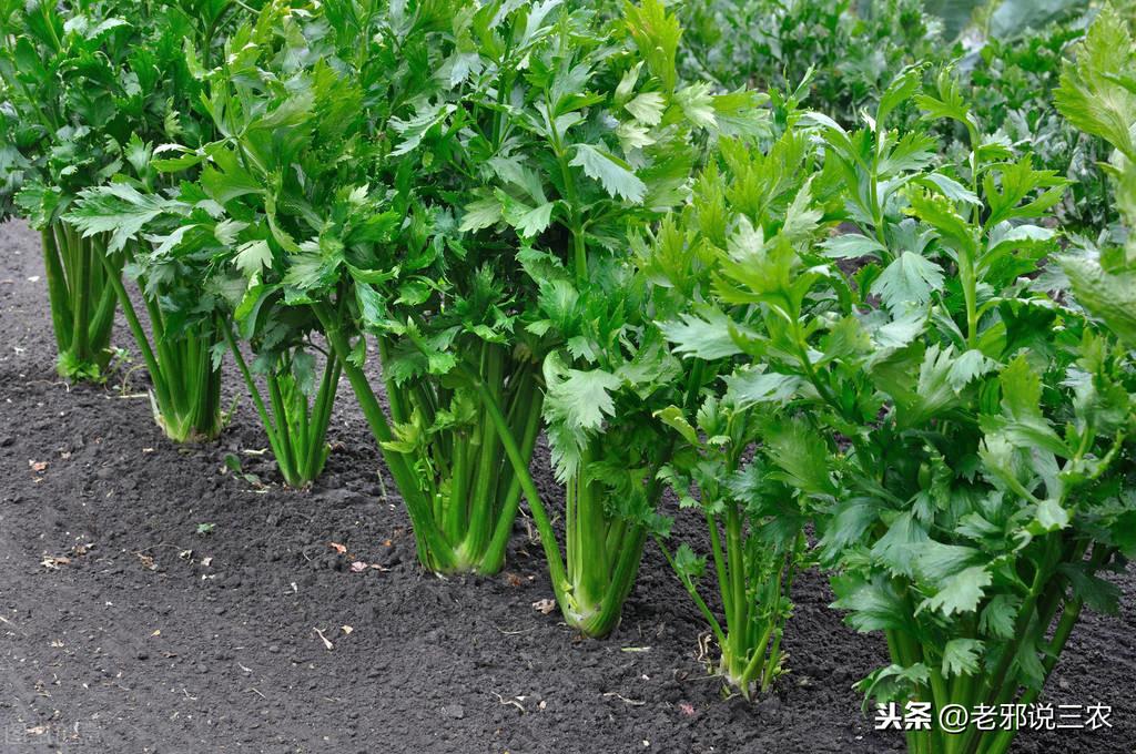 夏季芹菜种植技术和种植时间_芹菜夏季种植技术_夏季芹菜种植技术要点