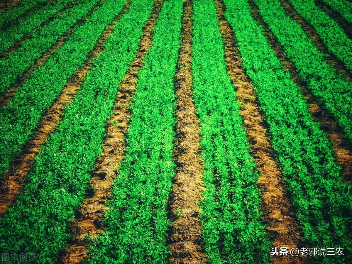 芹菜夏季种植技术_夏季芹菜种植技术要点_夏季芹菜种植技术和种植时间