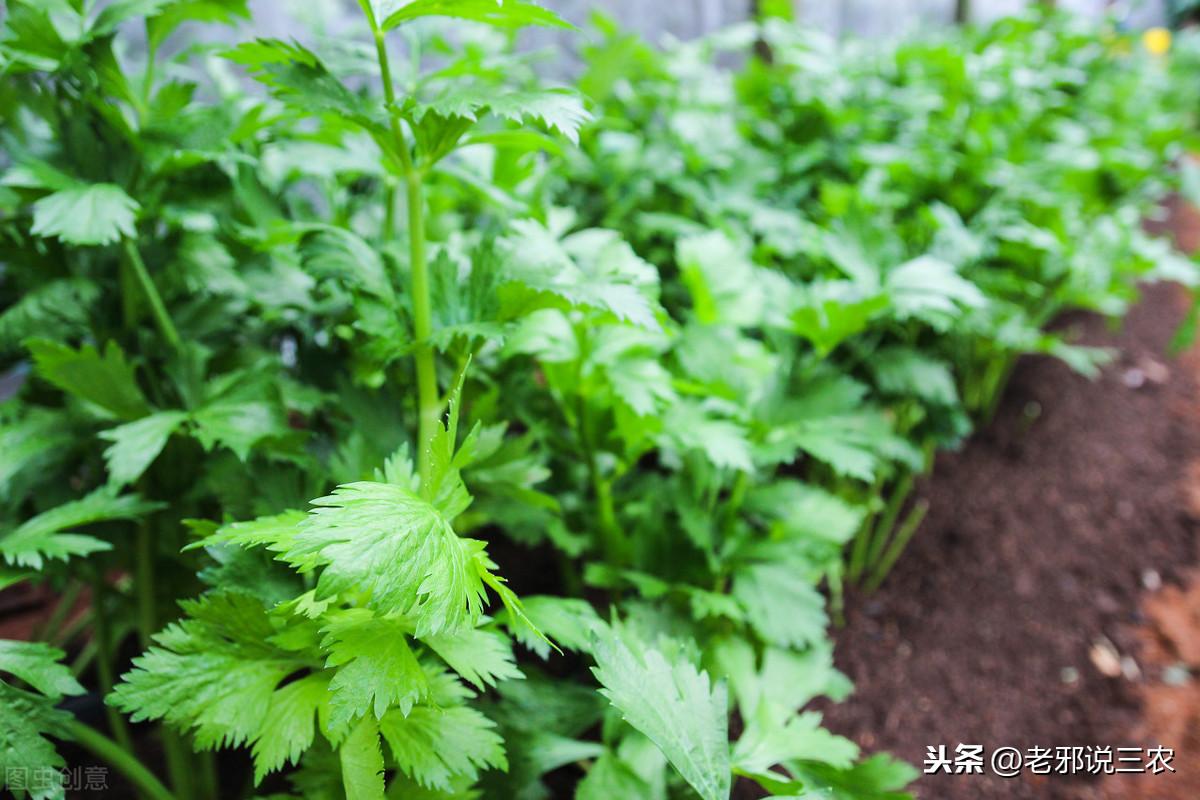 夏季芹菜种植技术和种植时间_夏季芹菜种植技术要点_芹菜夏季种植技术