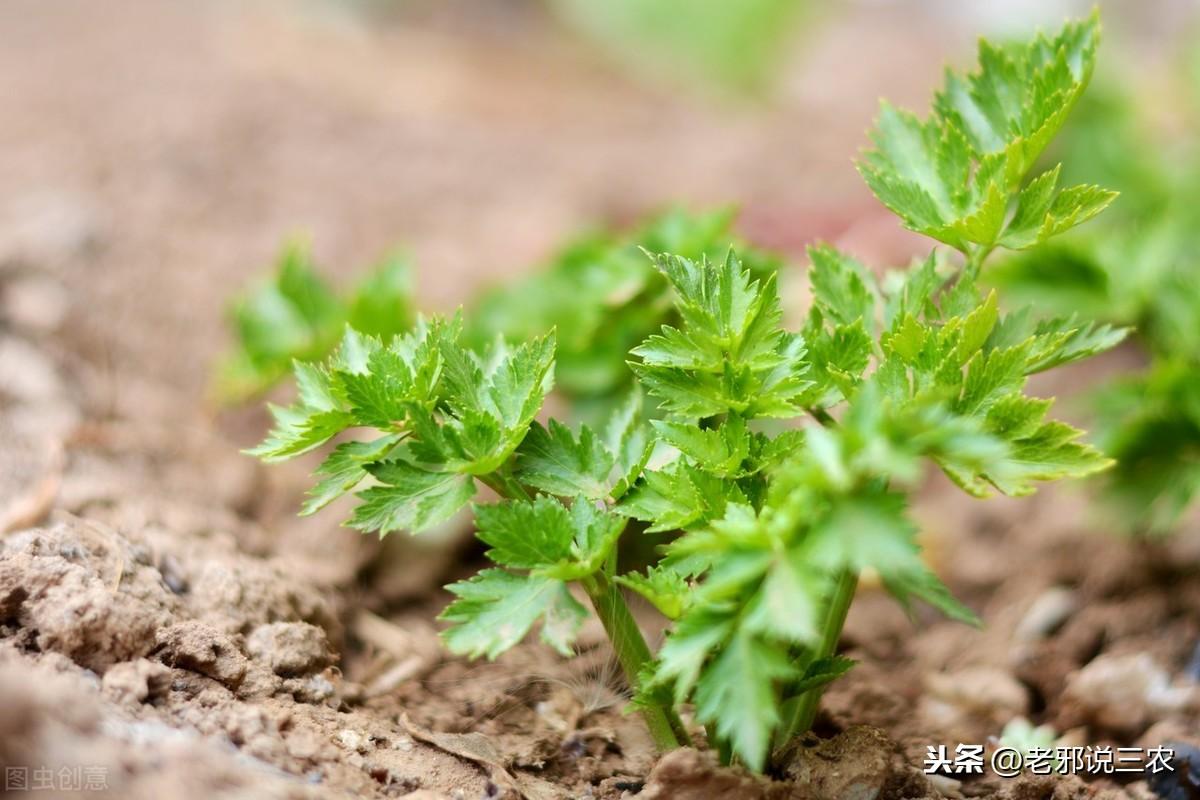 夏季芹菜种植技术和种植时间_芹菜夏季种植技术_夏季芹菜种植技术要点