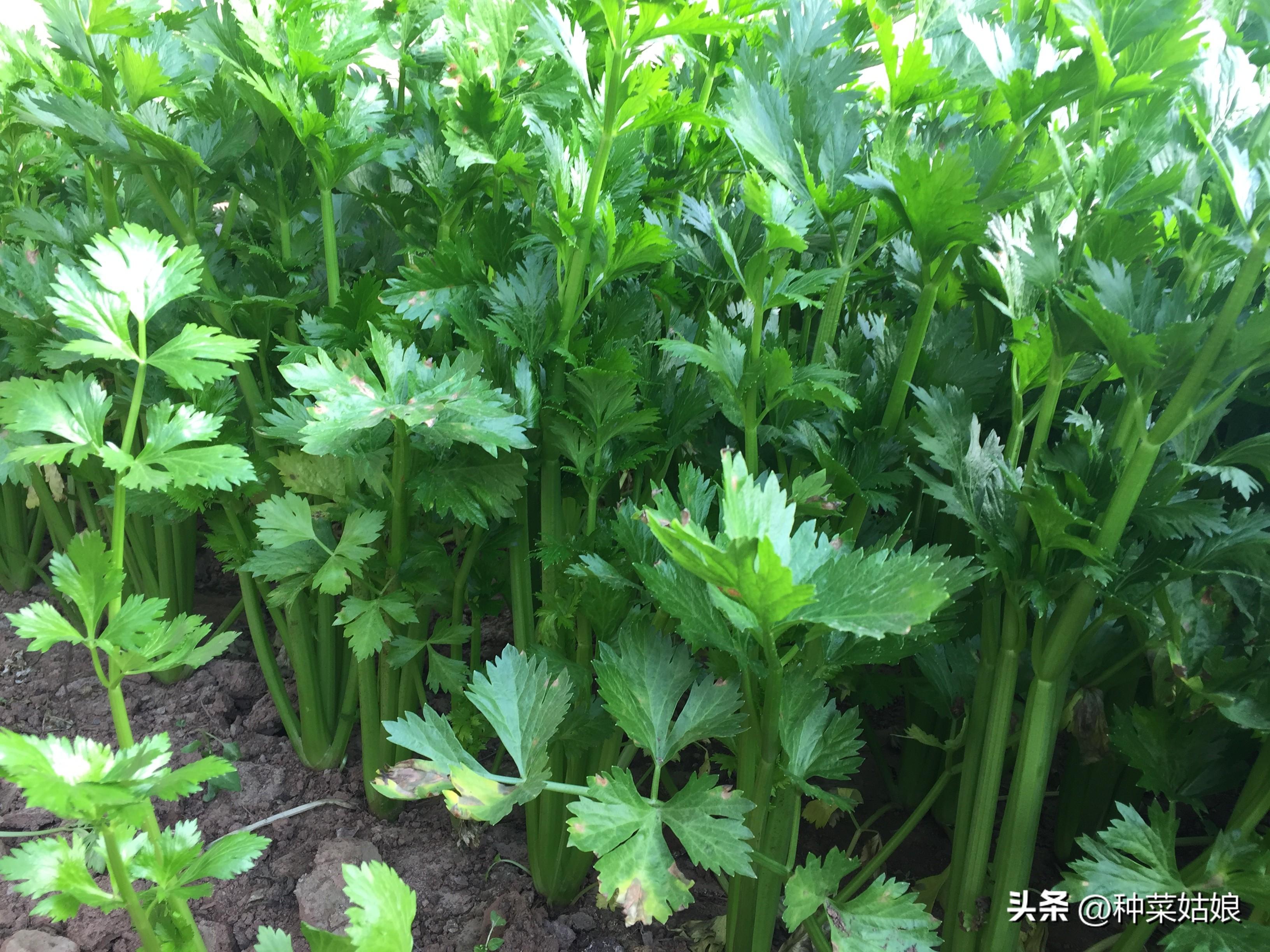 芹菜夏季种植技术_夏季芹菜种植技术视频_夏季芹菜种植技术要点