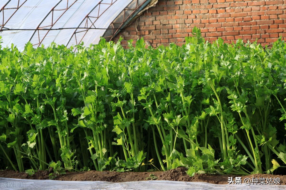 夏季芹菜种植技术视频_夏季芹菜种植技术要点_芹菜夏季种植技术