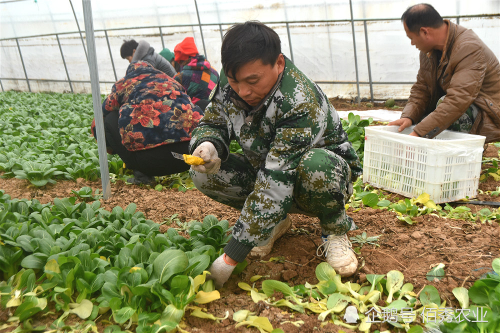 安徽农民打工10多年，投300万种植大棚蔬菜，期待春节赚一笔