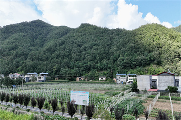 栾川县郭店村：引进药用五味子 特色农业助发展