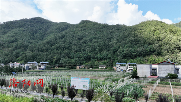 云南有五味子种植基地吗_云南五味子产地_五味子种植致富云南