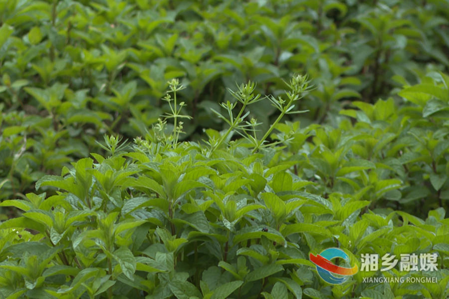 闲置土地种植_闲置田地种植致富_闲置田种植什么好