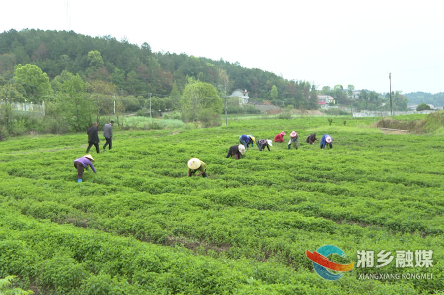 闲置田种植什么好_闲置土地种植_闲置田地种植致富