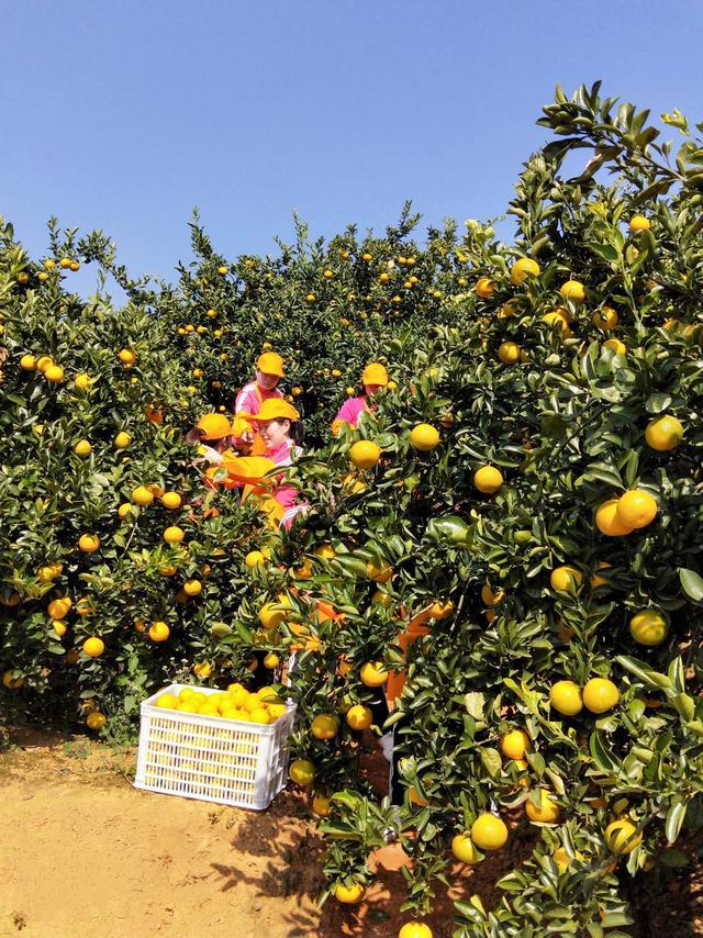 闲置土地种植_致富闲置种植田地的意义_闲置田地种植致富