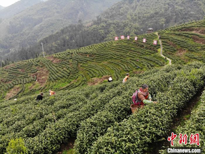 大竹县团坝镇茶农正在茶山上采摘明前茶。　张浪 摄