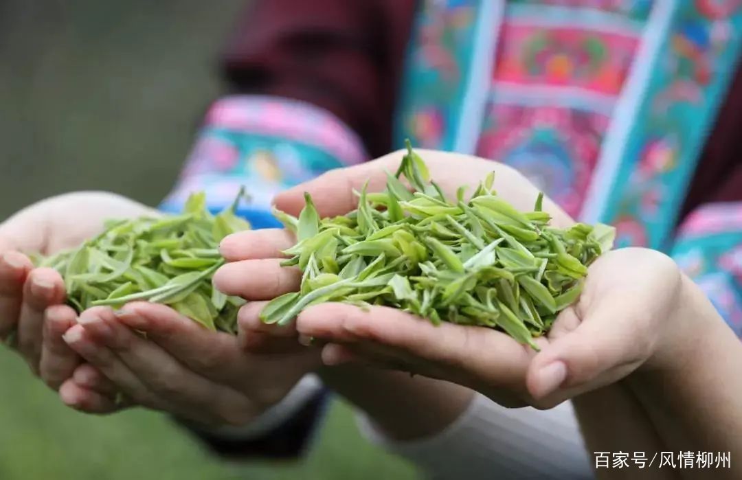 种植茶叶创业计划书_茶叶种植致富案例_茶叶致富经