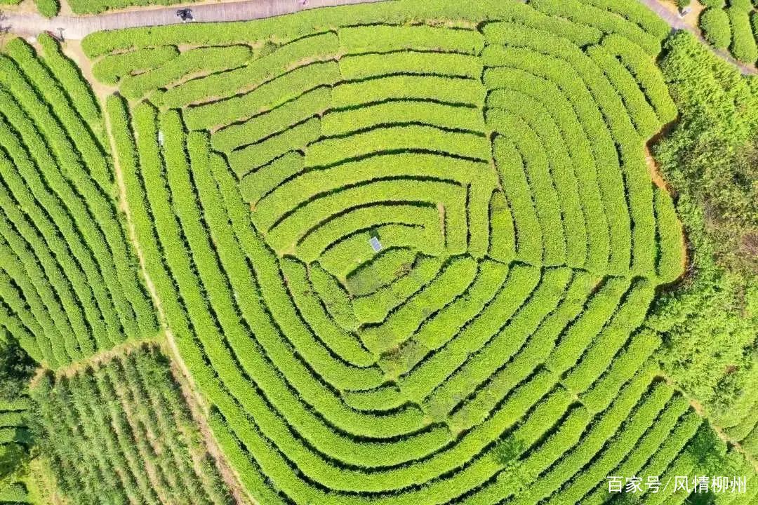 茶叶种植致富案例_茶叶致富经_种植茶叶创业计划书