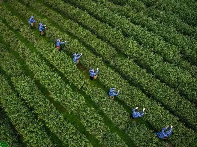 茶农致富_种植茶叶创业计划书_茶叶种植致富案例