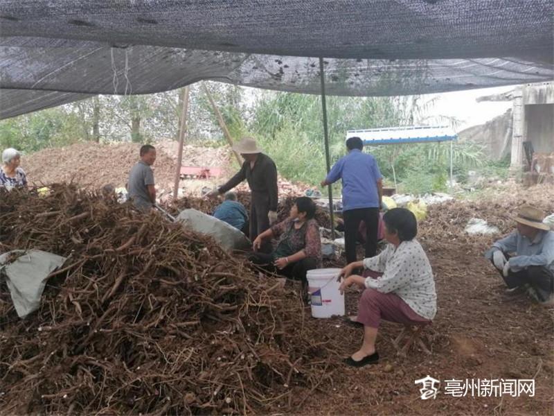 亳州：流转土地种药材 走上振兴发展路