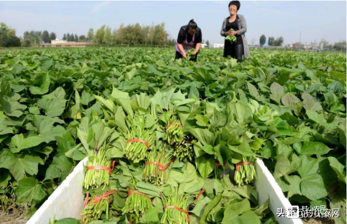 种植秋葵的前景和利润_种秋葵挣钱吗_致富经种秋葵