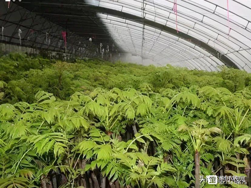 种植秋葵的前景和利润_种秋葵挣钱吗_致富经种秋葵