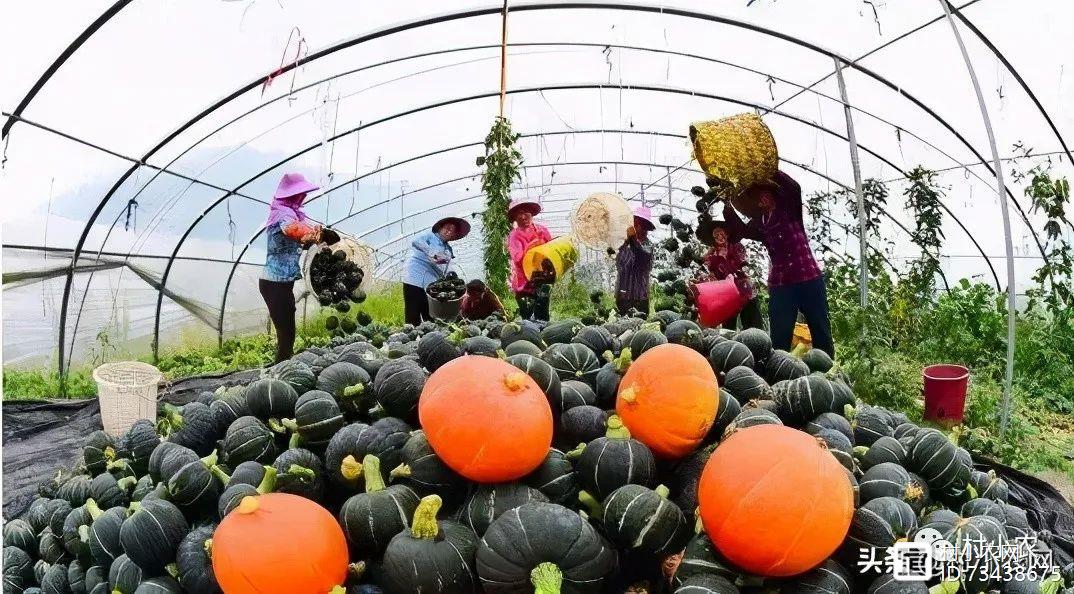 致富经种秋葵_秋葵种植效益怎么样_种植秋葵致富