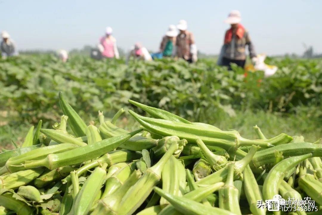 秋葵种植效益怎么样_致富经种秋葵_种植秋葵致富