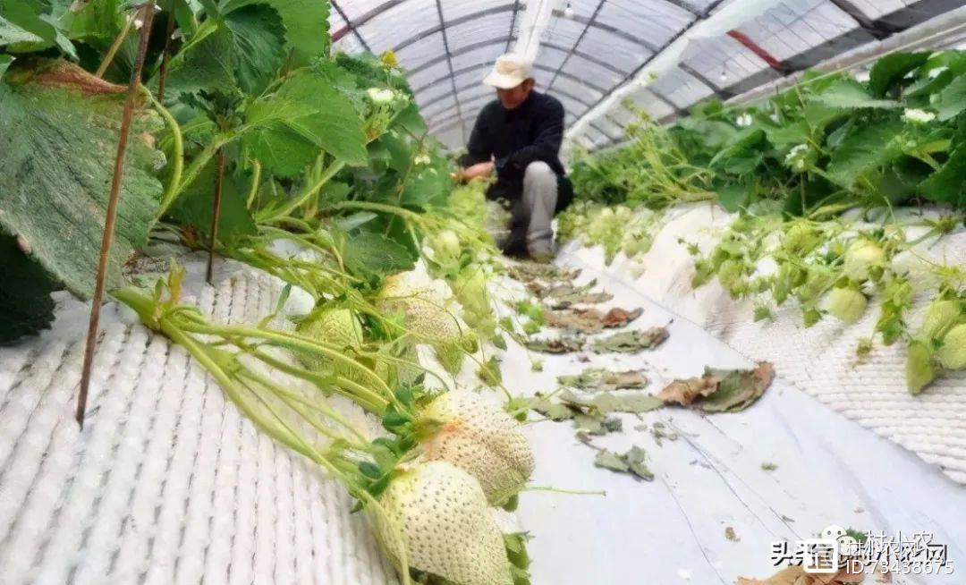 秋葵种植效益怎么样_致富经种秋葵_种植秋葵致富