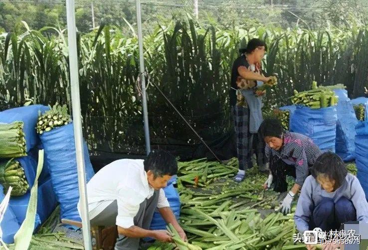 秋葵种植效益怎么样_种植秋葵致富_致富经种秋葵