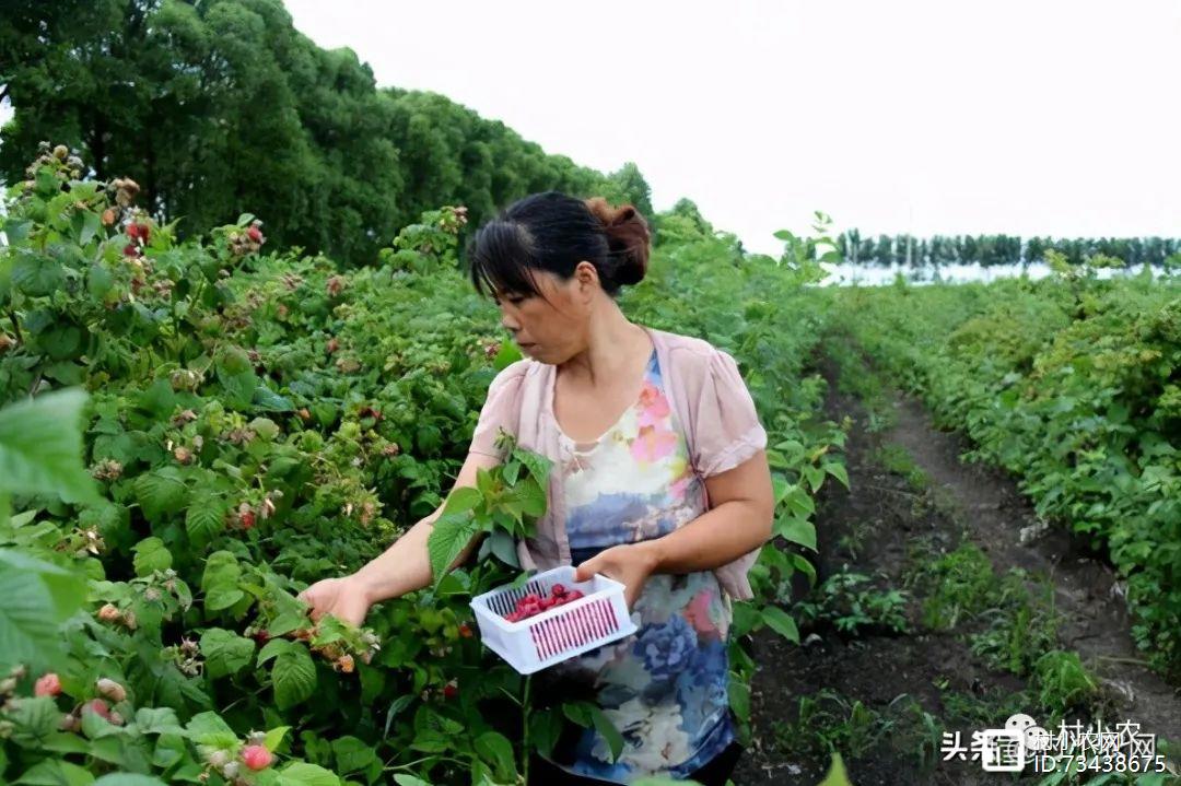 种植秋葵致富_秋葵种植效益怎么样_致富经种秋葵