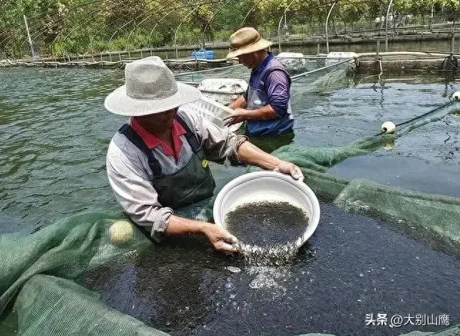 淡水鲈鱼的生活习性及养殖技术介绍