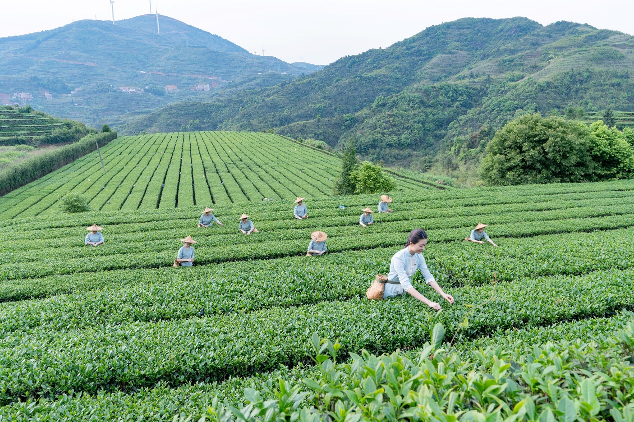 茶叶种植致富案例_茶农致富_茶叶致富带头人