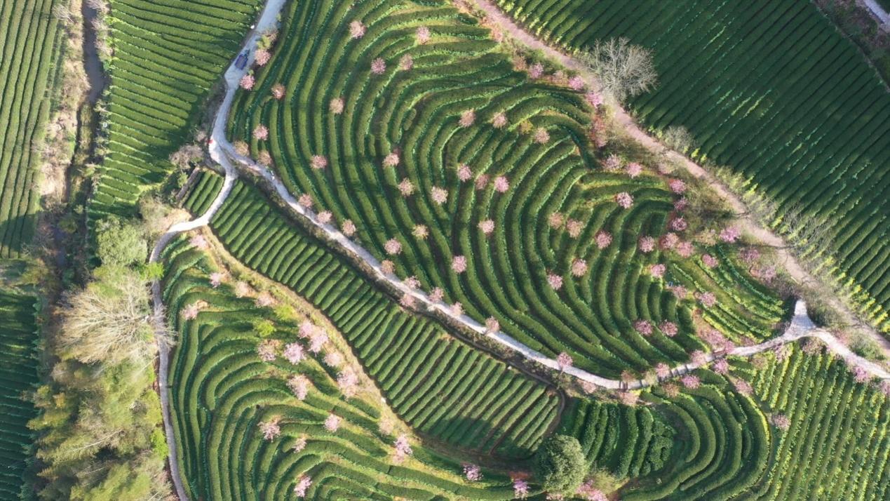 茶农致富_茶叶致富带头人_茶叶种植致富案例