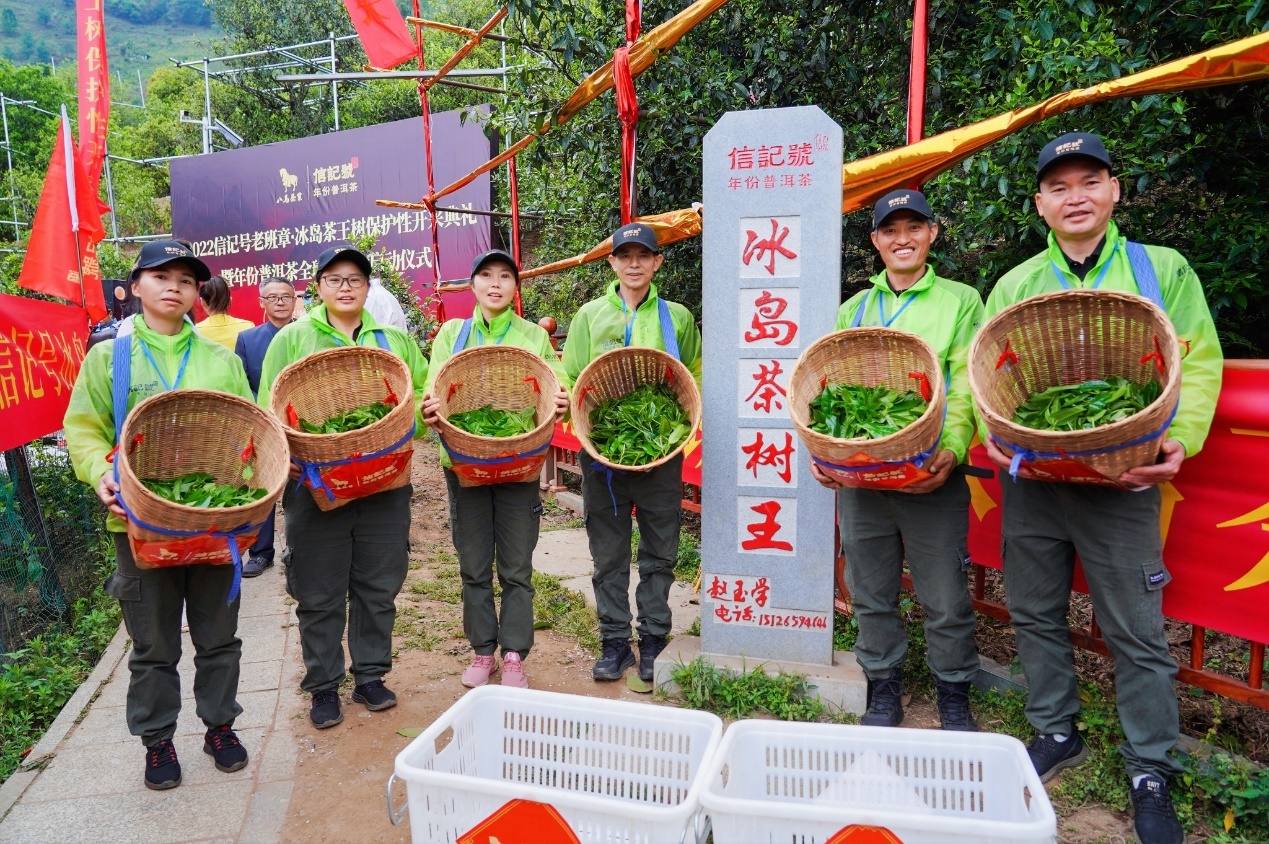 茶叶致富带头人_茶农致富_茶叶种植致富案例