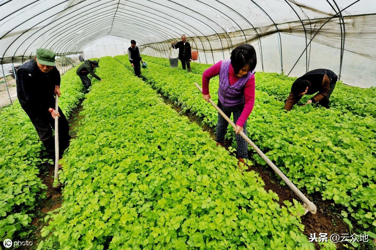 夏季种植芹菜口感差、不高产？掌握4个管理要点，优质高产也不难