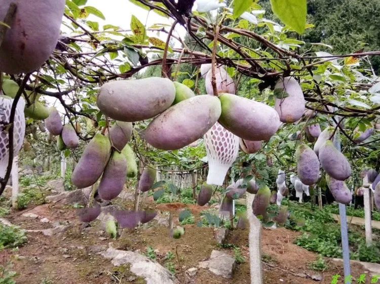 致富种植瓜类产品_种植什么瓜赚钱_瓜类种植致富