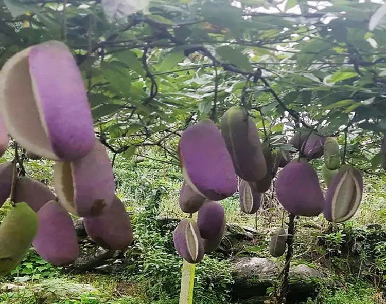 瓜类种植致富_致富种植瓜类产品_种植什么瓜赚钱