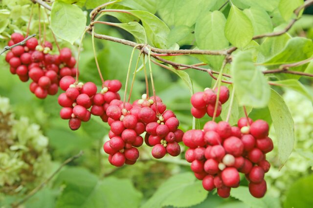 种植药村致富_致富药材种植_农村致富经中药材种植