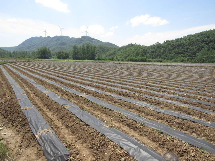 致富药材种植_种植药村致富_致富种植药村有哪些