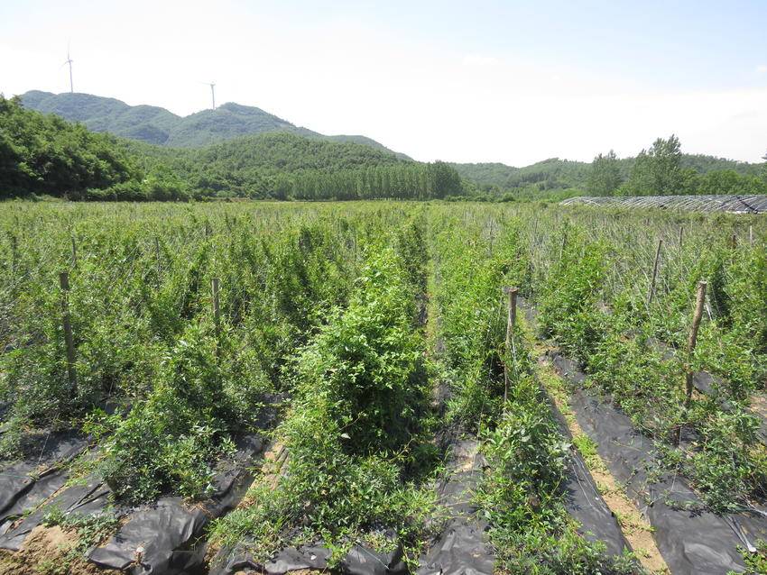 种植药村致富_致富药材种植_致富种植药村有哪些