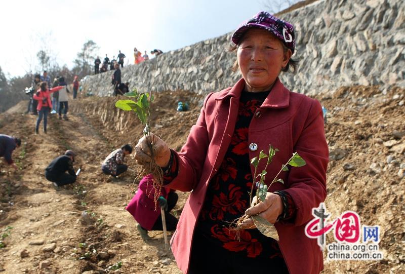 茶叶种植致富案例_因茶致富_茶叶致富经