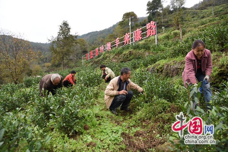 因茶致富_茶叶致富经_茶叶种植致富案例