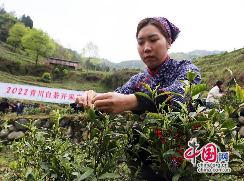 因茶致富_茶叶致富经_茶叶种植致富案例