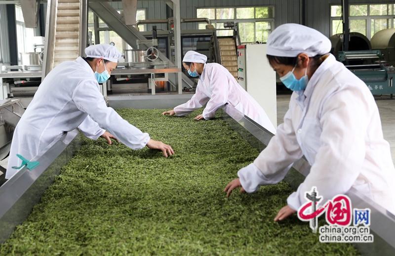 因茶致富_茶叶种植致富案例_茶叶致富经