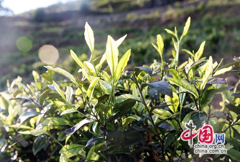 茶叶致富经_茶叶种植致富案例_因茶致富