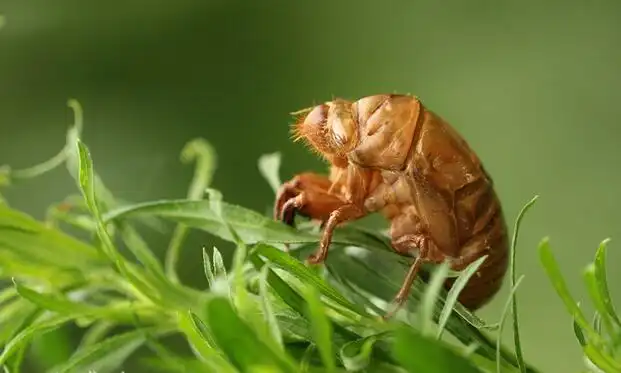 金蝉卵枝的养殖过程