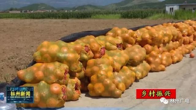 种植什么瓜赚钱_瓜类种植技术_瓜类种植致富