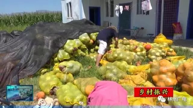 种植什么瓜赚钱_瓜类种植致富_瓜类种植技术