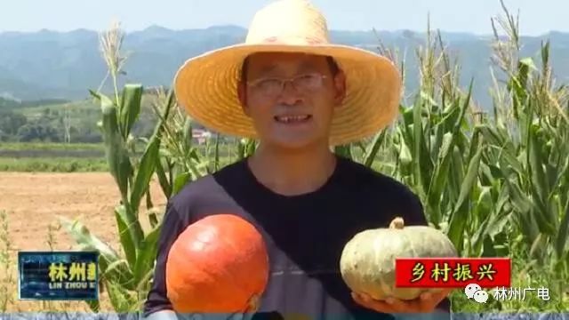 瓜类种植致富_瓜类种植技术_种植什么瓜赚钱